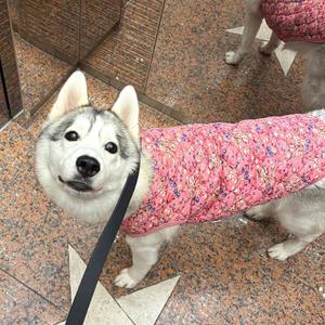 애견 누빔 조끼 꽃무늬 촌캉스 할매 김장조끼 대형견 강아지옷 3XL-6XL