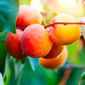 살구나무 묘목 (홍천간) 알이 엄청큰 극대과종 살구향이좋음 무농약재배 가능