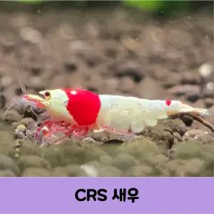 1.5cm이상 레드비 CRS 새우 비쉬림프 모스라(SSS)급 10+1마리(서비스)