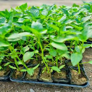 [포도밭] 모종 행사(20개보내드립니다) 고추 청양 일반 가지 텃밭 채소 학습용