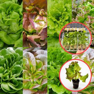 유럽상추모종 아삭이 현지발송 안전 방호재 포장 싱싱한 채소야채 모종