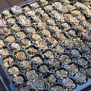 와송모종 20포기 - 직접키우는 국산 와송씨앗