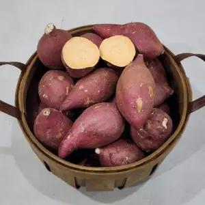 해남 호박고구마 특상 10kg