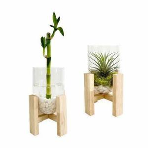 토단교재 원목 테라리움 화분 만들기 (개운죽)