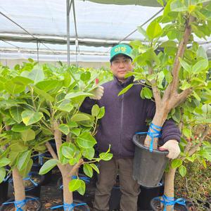 공기정화식물 뱅갈고무나무 대품 거실 카페 사무실 인테리어 식물 화분 키우기