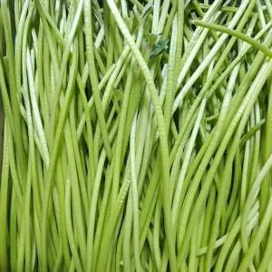 순천 노지 생 고구마순 꿀고구마 줄기 껍질 깐 잎제거 2kg