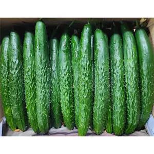 국산 못난이 가시오이