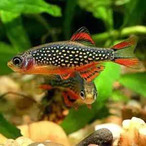 [조스아쿠아 ]열대어, 라스보라 갤럭시[성어, 10마리]