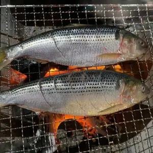 남해 구이용 생물 전어 1kg 8-14미 삼천포전어 남해전어 햇 전어 구이 여름전어 가을전어 겨울전어