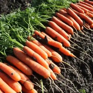 아삭 달달한 국내산 미니 스낵당근 1kg 혼합과