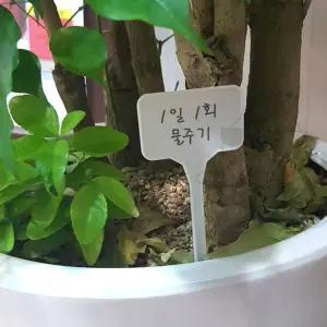 가드닝 식물 이름표 네임텍 수목 표찰 화분 식별 태그
