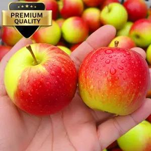 초고당도 아삭한 한입 루비에스 미니사과 4kg~6kg