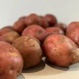 산지직송 쪄먹고 굽는 홍감자 대 사이즈 5kg