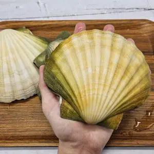 자이언트 가리비 1kg