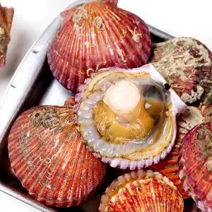 통영 제철 홍가리비 5kg 125미 내외