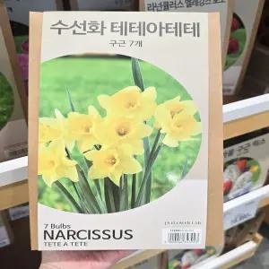 코스트코 수선화 구근 7개 테테아테테 가을 추식 알뿌리 종자 씨앗 식물 화분 꽃 정원