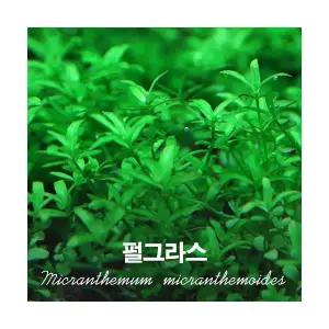 펄그라스 (10촉) 중후경수초