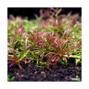 고이야스드워프 로탈라레드 (13촉) 전경수초