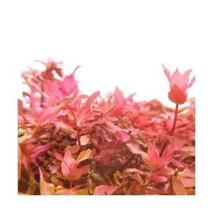 로탈라 마크란도라 레드 (3촉) 중후경수초