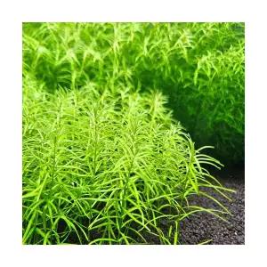 디디플리스 디안드라 (7촉) 중후경수초