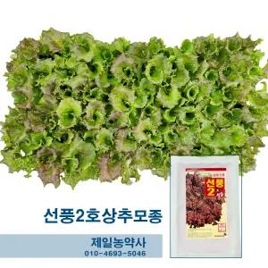 선풍2호 상추모종 25년 한판(70개)