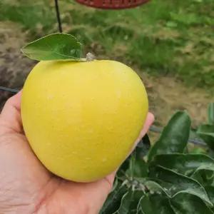 강원도 정선사과 시나노골드 3kg 혼합 (11-12과내) 고랭지 황금 사과