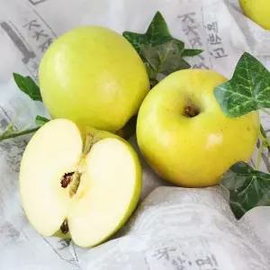 [친환경팔도]의성 흠집 황금사과(시나노골드) 중 10kg