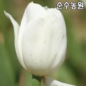 튤립 구근, 로얄버진 10개/꽃구근