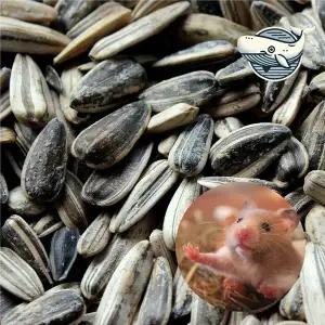 햄스터 영양 간식 해바라기씨 380g 건강한