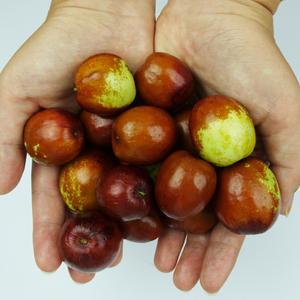 텃밭농원 아삭하고 고소한 햇 사과대추 1kg/2kg