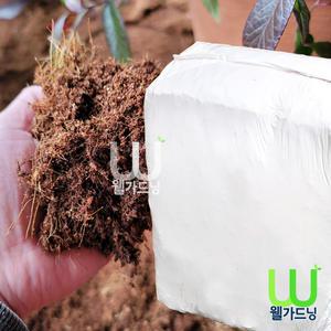 [조이가든]코코피트 200리터_ 달팽이흙,곤충바닥재,대용량코코피트,화분흙,원예용품,배양토,분갈이용토