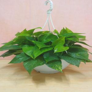 소나무길 스킨답서스 스킨 넝쿨식물 공기정화  1863