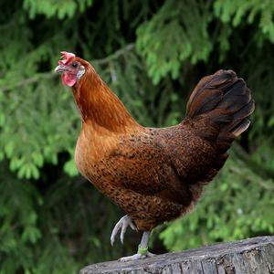 토종닭 백숙용 생닭 2kg 내외 시골토종 암닭 당일산지발송 [티백무료]