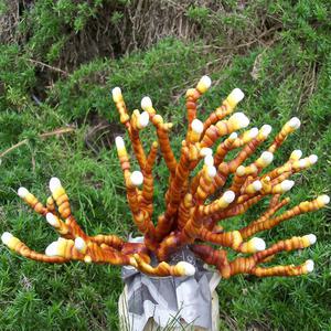 녹각영지버섯 종균재배 버섯키우기