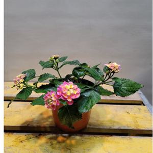 난타나(꽃이 피고지고해요)