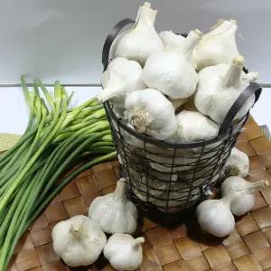 남해농협 45일건조 남해마늘 5kg(중)