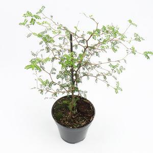 갑조네 마오리소포라 미니중품