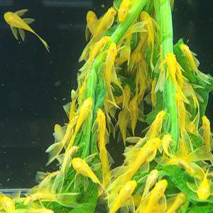 [스누피아쿠아] L-144 안시 롱핀 유어 5마리