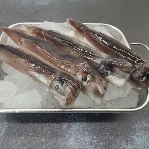 원양 선동 급냉 오징어 1kg 통 오징어 찜 숙회 통찜