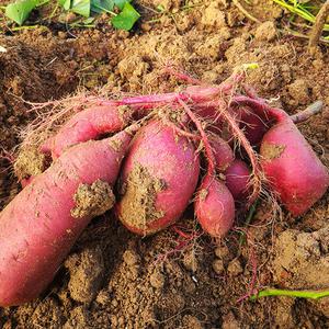 산단도마을 예쁘고 맛있는 고구마 5kg/10kg (특상중혼합)