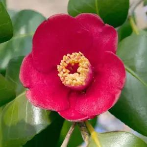 동백나무 묘목 40cm전후 포트