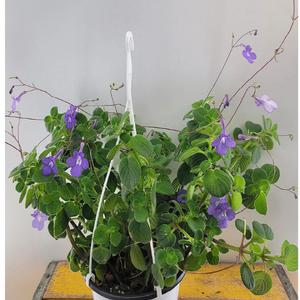 삭소롬 (중품) 소량입고 잘자란아이에요 걸이별도