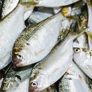 한그슥 자연산 구이용 전어 10kg 도매 대용량