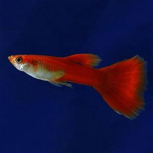 [서진열대어] 일반구피-G-70 모스크 레드 구피(2마리,6마리 선택)