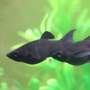 [서진열대어] 새끼를 낳는 난태생- 블랙몰리 라이어테일 3마리