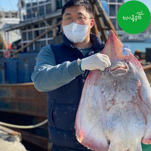 [최고다농수산]국산 참홍어500g/ 흑산도 애 삼합 무침 안삭힌 목포 국산