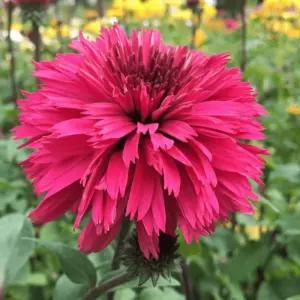 겹에키네시아 블랙베리트러플 모종 여름꽃 가을꽃 노지월동 야생화 A09