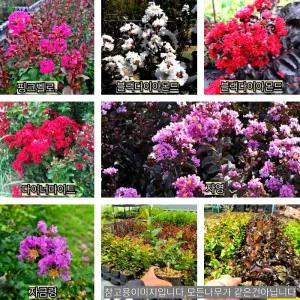 자엽백일홍 (블랙다이아몬드) 적색꽃 포트묘
