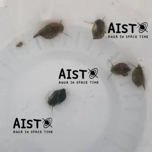 물달팽이(인디언복어 생먹이) 5마리