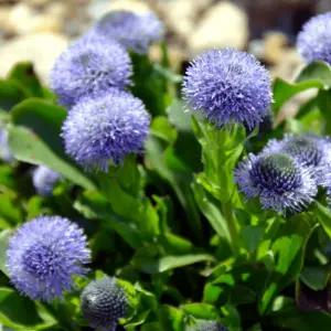 글로브데이지 2개세트 모종 노지월동 다년초 야생화 봄꽃 여름꽃 A09